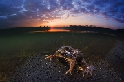 ../foto/ridottexsito/412_99_mating frogs.jpg